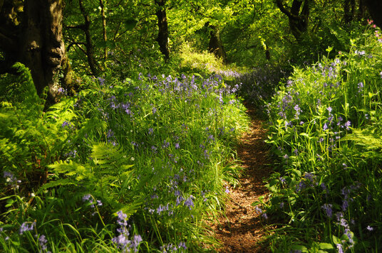 Bluebells in the Hallwell woods