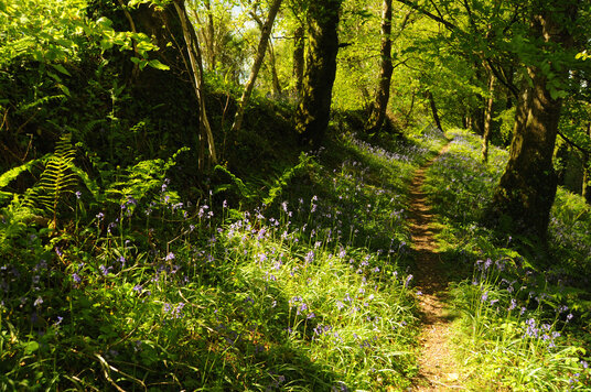 Bluebells in the Hallwell woods