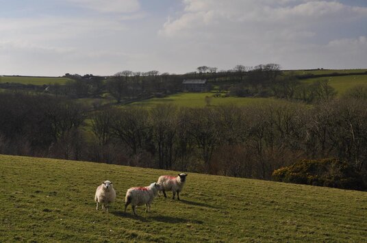 View over the fields near Tregrylls