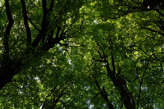 Trees in the Hallwell Plantation