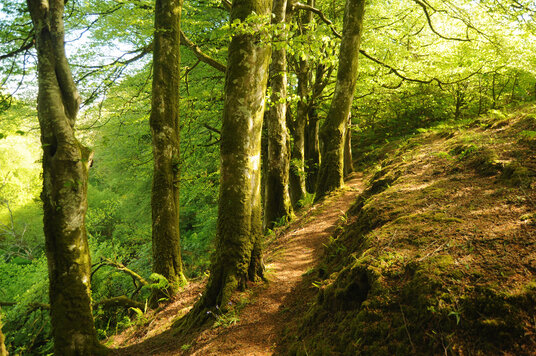 Beech trees at Tregrylls