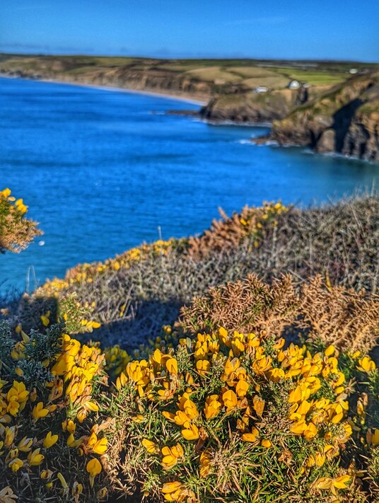 View from Halzephron Cliff