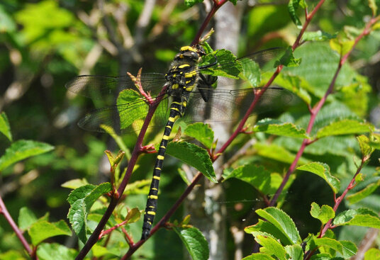 Dragonfly at Halamiling
