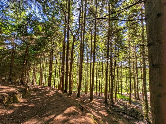 Harris' Wood