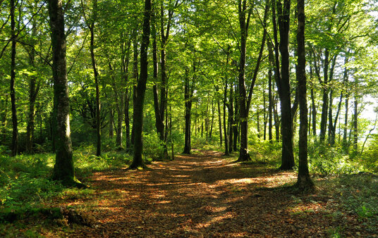 Footpath through Hart Wood