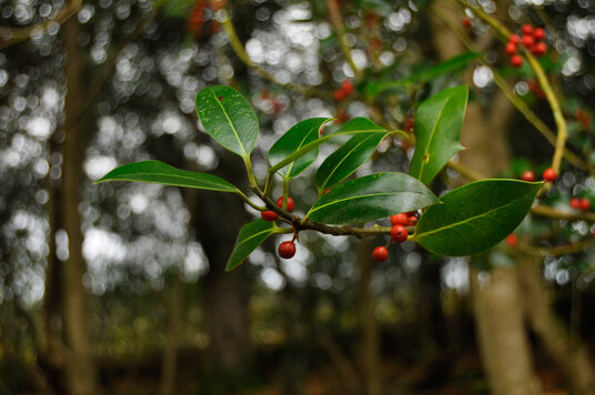 Holly in Hart Wood