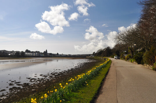 Daffodils along Copperhouse Pool
