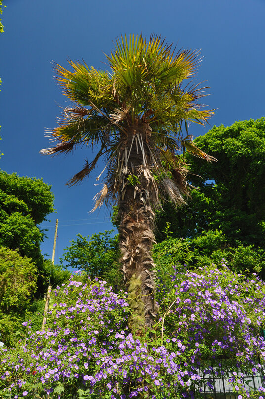 Palm Tree in the Memorial Gardens