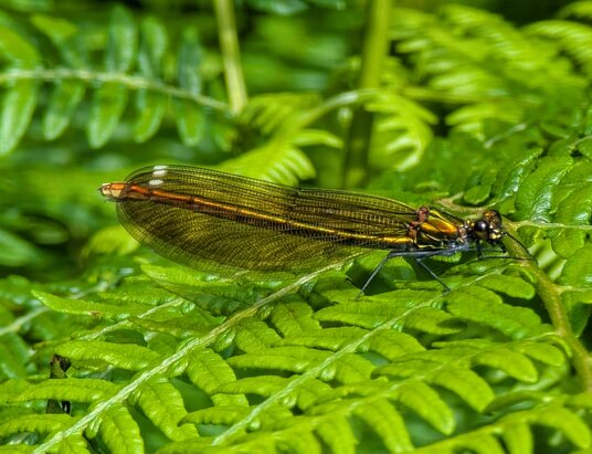 Damselfly beside the Hayle River