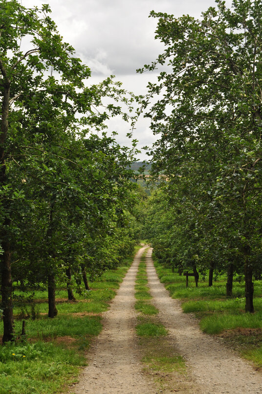 Healey's Orchards