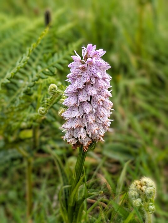 Heath spotted orchid