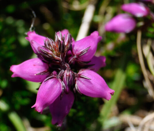 Heather flowers at Barras Nose