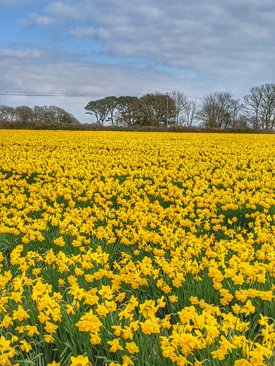 Field of daffodils