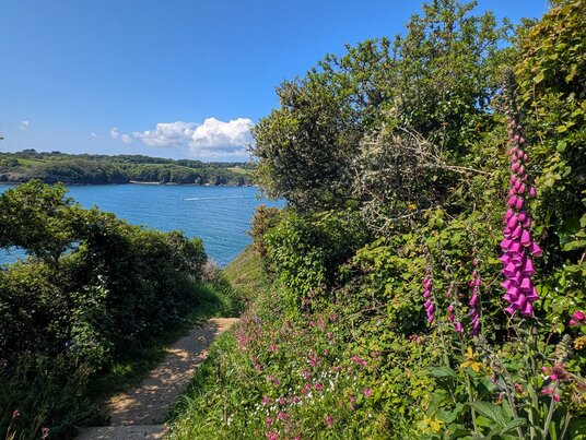 Coast path into the Helford Estuary