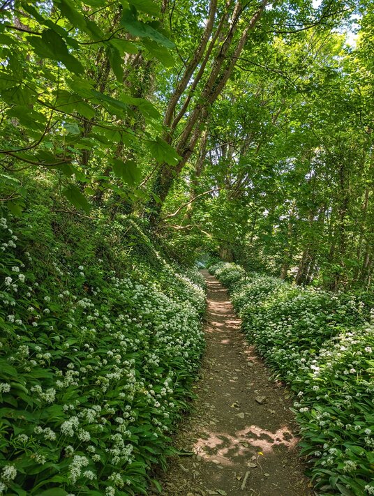 Wild garlic at Helford
