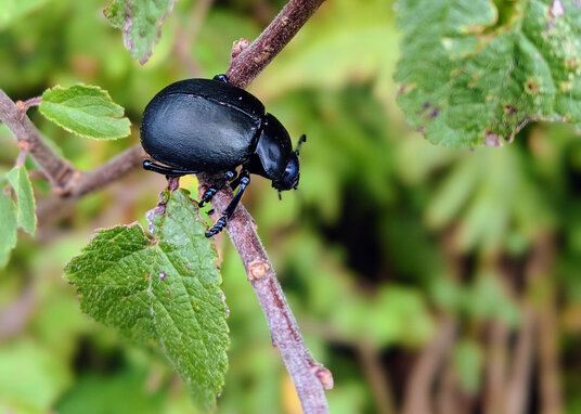 Beetle beside the footpath