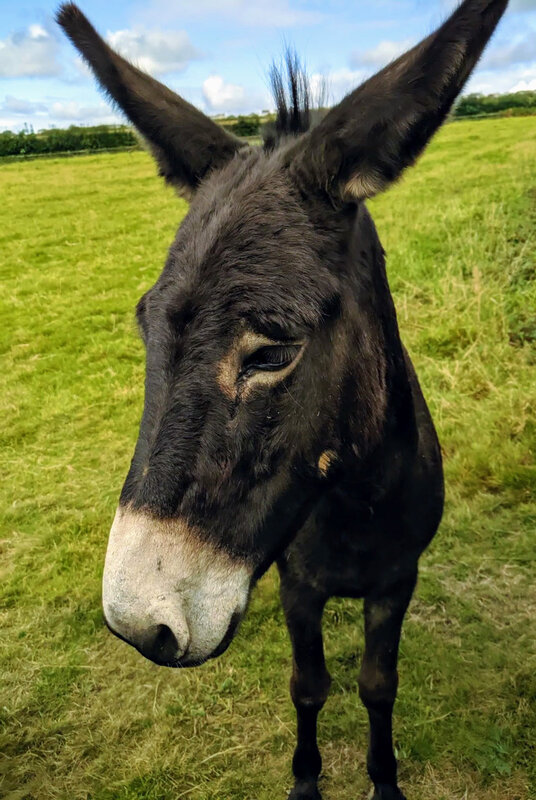 Donkey at Helland Barton