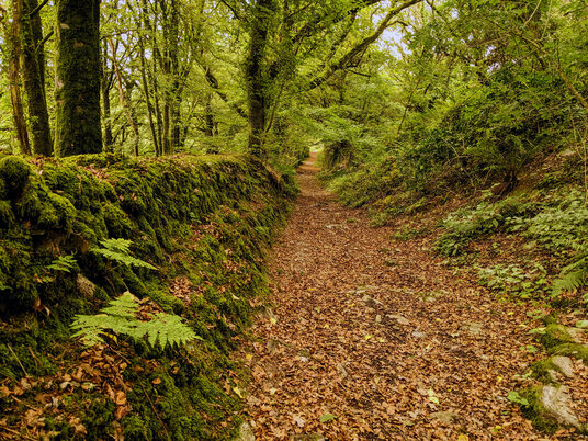 Track at Helland Barton