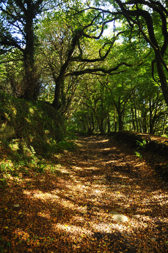 Woodland path at Helland Barton