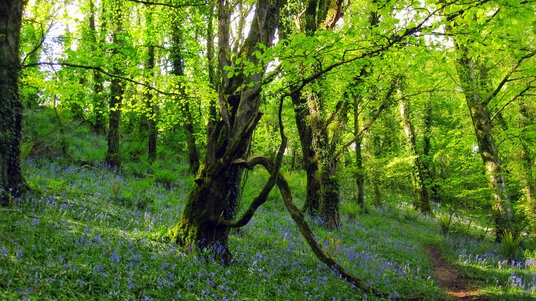 Woods at Helland Barton