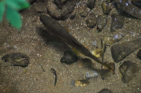 Trout at Hellandbridge