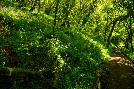 Woods at Hellandbridge