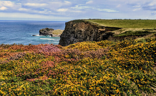Gorse and Heather on the North Cliffs