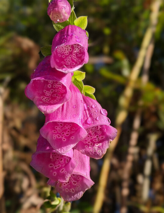 Foxglove at Helman Tor