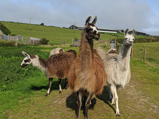 Lamas on the bridleway