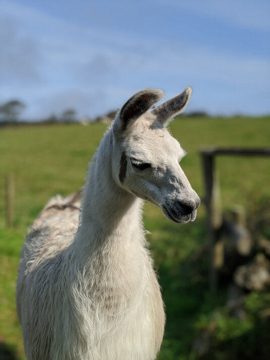 Lama on the bridleway