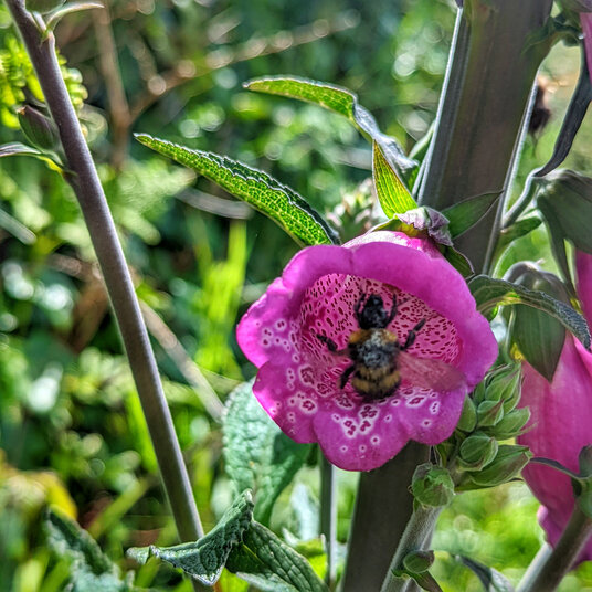 Foxglove flower