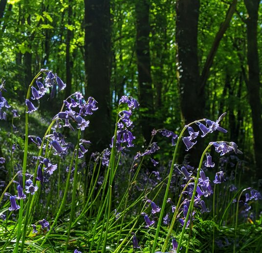 Bluebells near Herodsfoot