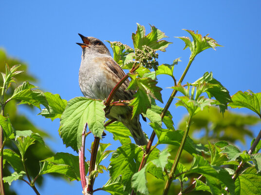 Dunnock near Herodsfoot