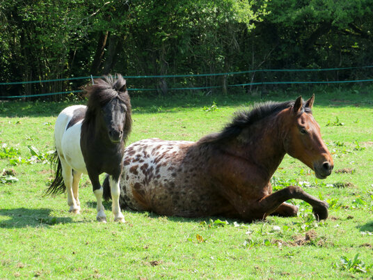 Horses near Herodsfoot