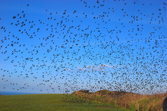 Murmuration of starlings near High Cliff