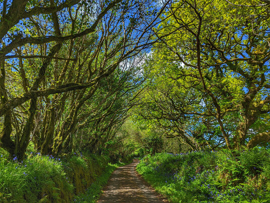 Track to Higher Bury