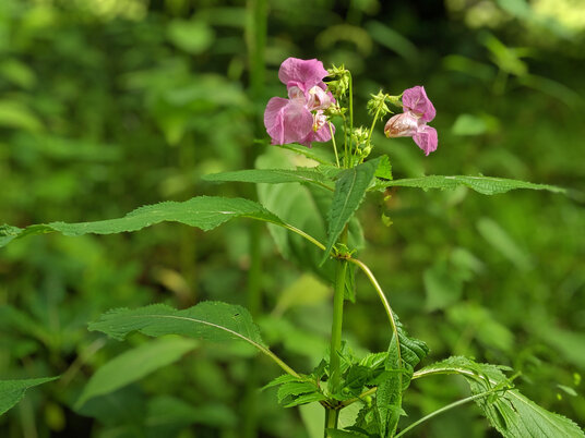 Himalayan Balsam