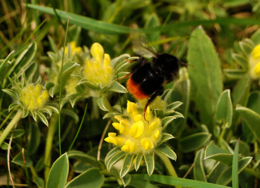 Bumble bee at Hoblyn Cove