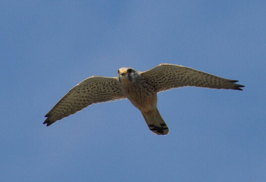 Kestrel at Porth Joke
