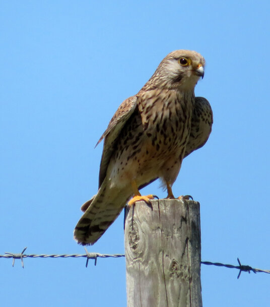 Kestrel