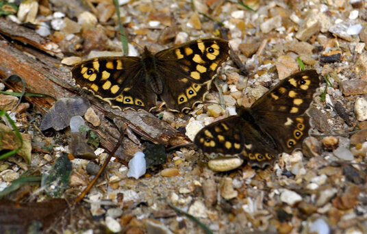 Speckled Wood butterflies on the path to Holywell Bay