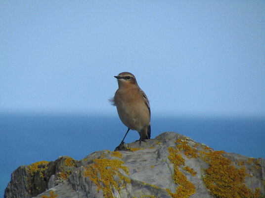 Wheatear on the coast path