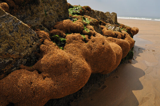 Honeycomb Worm Reef on Sandymouth beach