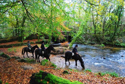 Horses near Golitha Falls