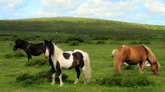 Horses grazing below Fox Tor