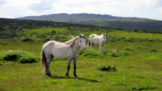 Horses on East Moor