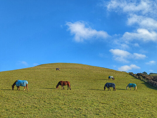 Horses on the coast near Polkerris
