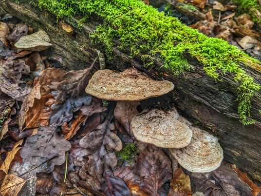 Bracket fungi near Hustyn Mill
