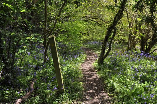Footpath through the woods