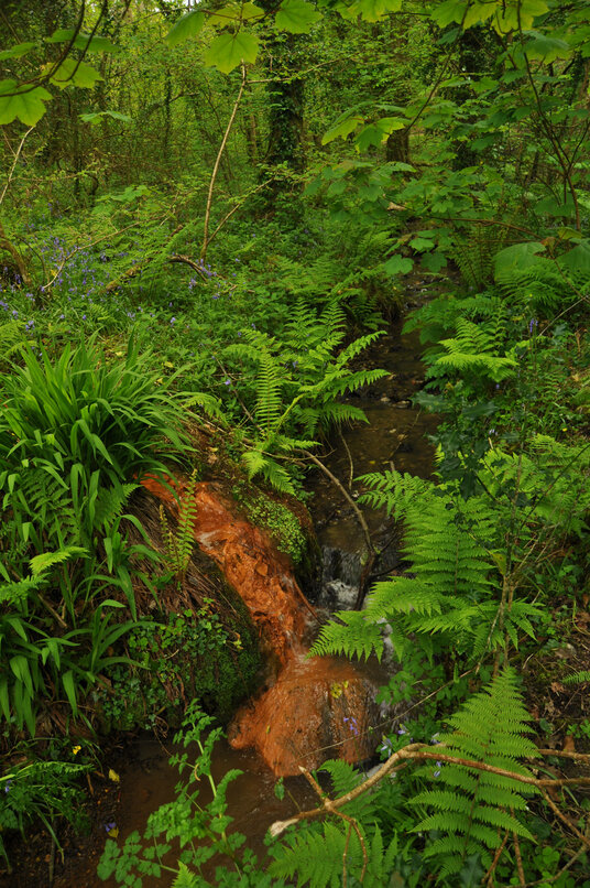 Iron-laden water draining from a mine